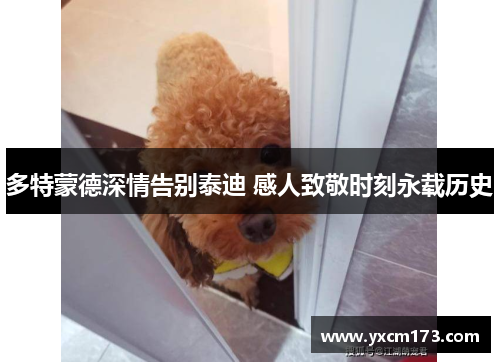 多特蒙德深情告别泰迪 感人致敬时刻永载历史
